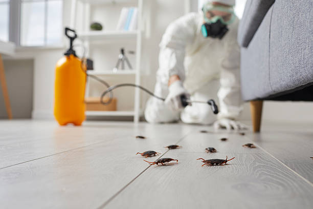 Commercial Rodent Management in Lorenzo